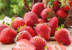 九九草莓和红颜草莓的区别是什么？认准这几点，再也不怕买错