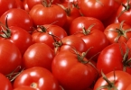 怎样辨别催熟的西红柿真假