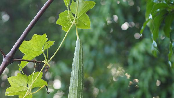 丝瓜水有什么用处