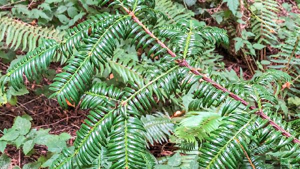 丁丁不够粗大吃些什么调理