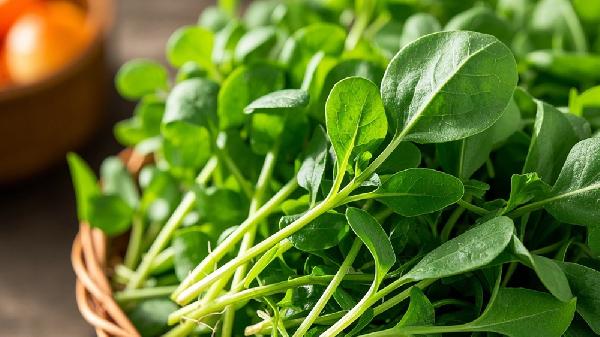 西洋菜的10大功效是什么