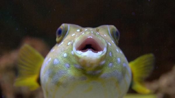 比目鱼肌可以屈膝吗