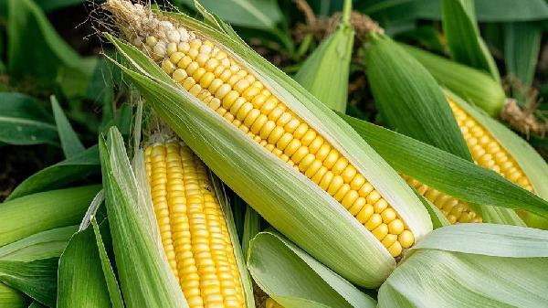 玉米碜被关注！调查发现糖尿病患者常喝玉米碜，会有4大改善！