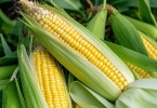 玉米碜被关注！调查发现糖尿病患者常喝玉米碜，会有4大改善！