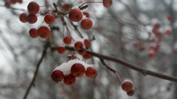樱桃怎么保存时间长不放冰箱