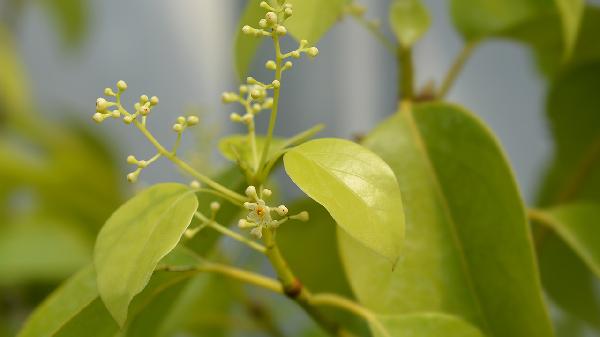 男人早衰需要调理多久才能好