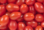 为什么有的西红柿很硬