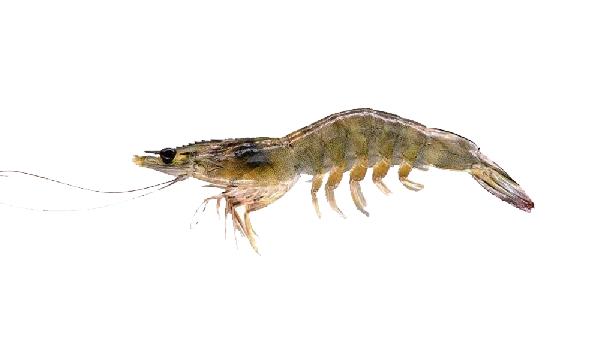 孩子吃大虾有什么好处