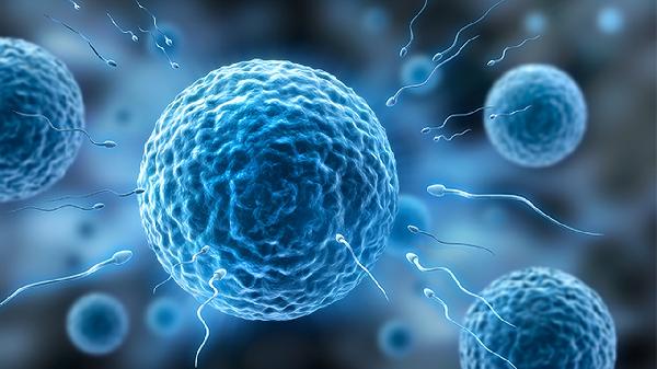 乙肝对精子有影响吗