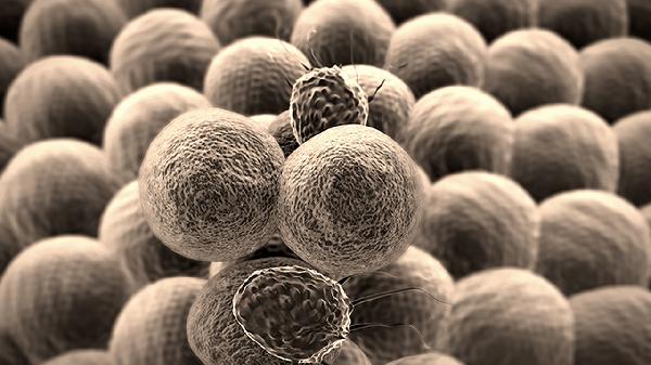 鼻病毒阳性传染吗