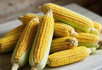 玉米叫一个还是一根