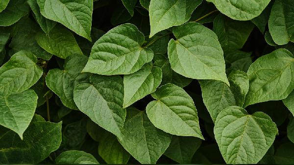 “猪饲料”红薯叶，研究发现：或能抑制96%肺病变？是真的吗？一文科普