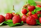 摘草莓的注意事项有哪些