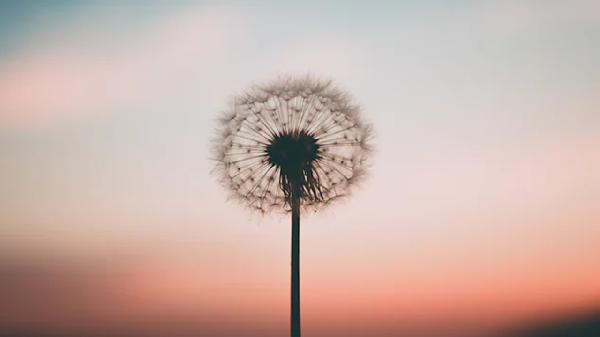 四川一女子喝蒲公英泡水，来消除乳腺结节，身体或出现这4种改善