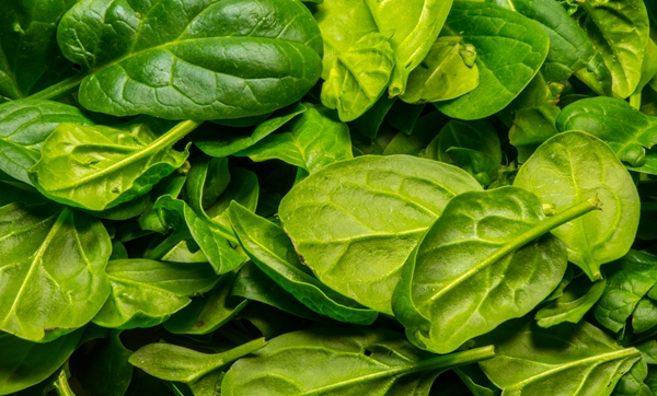 荆芥是不是薄荷 这两种相似植物的六大区分特征