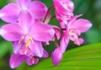 白芨粉吃最多不超过多久