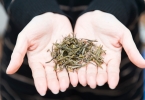 喝苦丁茶的好处有哪些？苦丁茶能改善身体和性功能吗