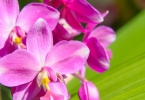 白芨与黄芪煎水治胃炎吗