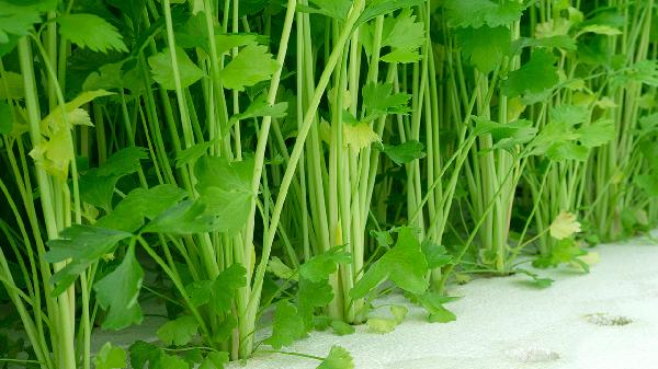 高脂高糖是什么食物