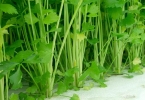 高脂高糖是什么食物