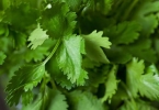 香菜立大功？提醒总吃香菜的人，不出半年，或有这5改变！