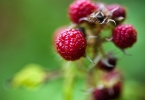 raspberry是树莓吗 终于搞清楚了