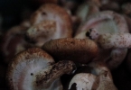 怎么辨别野生蘑菇可不可以吃