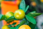 嘉宝果是什么季节的 这个季节最新鲜