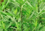 新艾叶可以直接使用吗