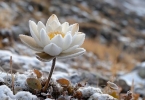 吃雪莲果有什么好处和功效