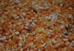 粗粮储存不当可能致癌，如何正确选择和食用粗粮？