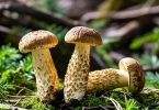 姖松茸的功效