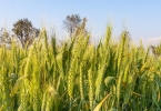 小麦草有什么功效