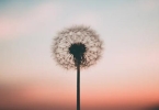 蒲公英治疗胃病有奇效吗