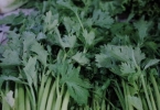 甲亢能不能吃芹菜