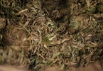 缺血灶有什么中药改善方法