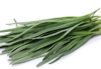吃头茬韭菜犯哪些病