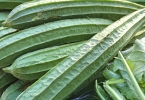 丝瓜再次成为关注对象！医生再次强调：吃丝瓜时，要多注意这2点