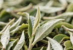 夏季的防暑茶有哪些