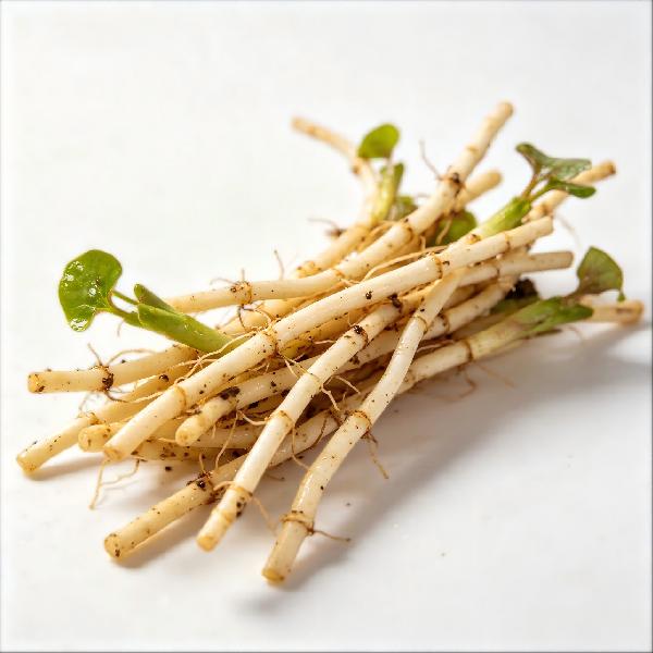 鱼腥草晒干泡水喝的功效